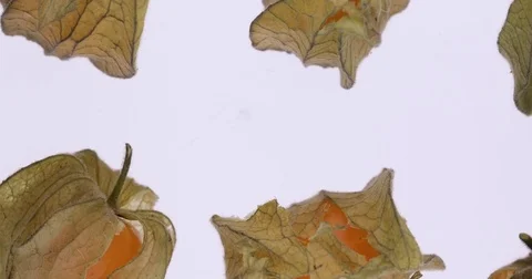 Cape gooseberry physalis Stock Footage 82142420