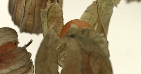 Cape gooseberry physalis Stock Footage 82145777