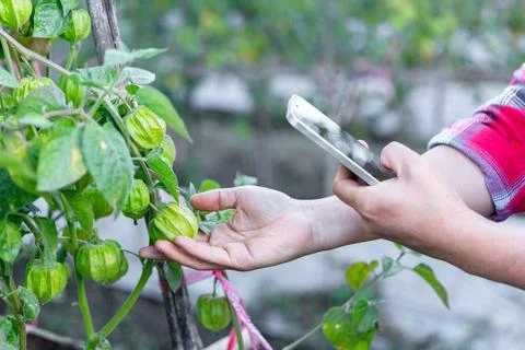 Cape gooseberry on tree. small fruit has a unique smell and taste. Cape goo.. Stock Photos