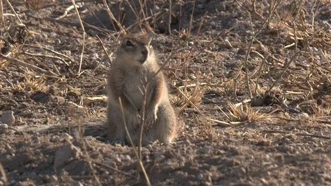 Cape Ground Squirrel eating and foraging Stock Footage 98380832