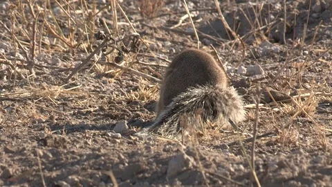 Cape Ground Squirrel eating and foraging Stock Footage 98381193