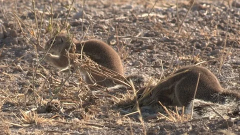 Cape Ground Squirrel eating and foraging Stock Footage 98381734