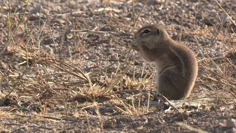 Cape Ground Squirrel eating and foraging Stock Footage 98381827