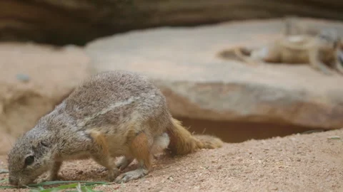 Cape Ground Squirrel Eating Grass While Sitting Upright Stock Footage 344042849