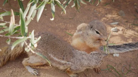 Cape Ground Squirrel Eating Grass Beside Another Squirrel Stock Footage 344042871