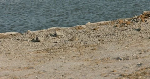 Cape ground squirrel in Khutse Game Reserve, Botswana, bush in the dry season Stock Footage 264940474