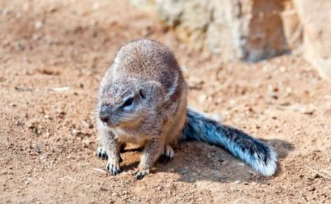 Cape ground squirrel Stock Photos