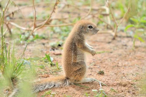 Cape Ground Squirrel Stock Photos