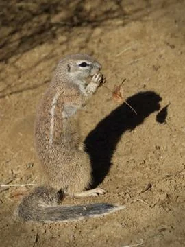 Cape ground squirrel Stock Photos
