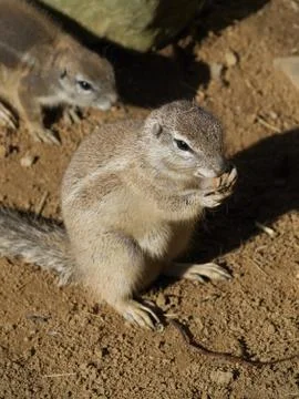 Cape ground squirrel Stock Photos