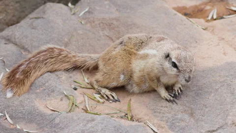 Cape Ground Squirrel Resting on Rock Stock Footage 344042573