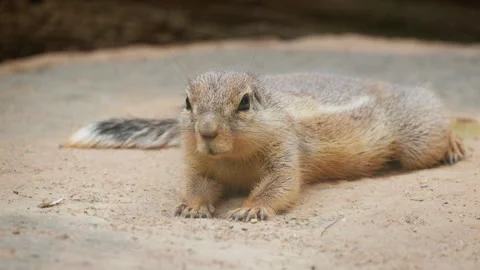 Cape Ground Squirrel Resting on Sandy Ground Stock Footage 344042840