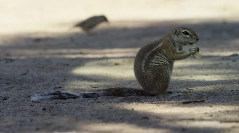 Cape Ground Squirrel - sitting up eating. Africa nature safari 4K uhd ultrahd Stock Footage 54756583