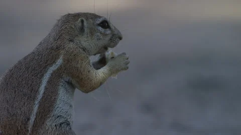 Cape Ground Squirrel - sitting up eating, close up. Africa nature animal 4K uhd Stock Footage 54759185