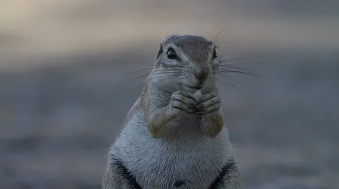 Cape Ground Squirrel - sitting up eating, close up, facing camera. Africa cute Stock Footage 54760300