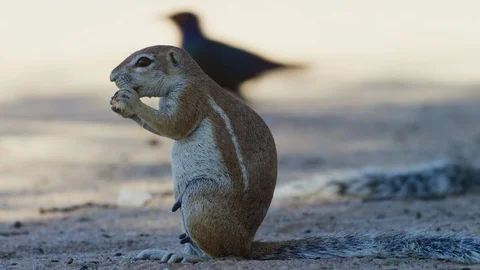 Cape Ground Squirrel - sitting up eating, medium shot. Africa cute furry 4K uhd Stock Footage 111343600