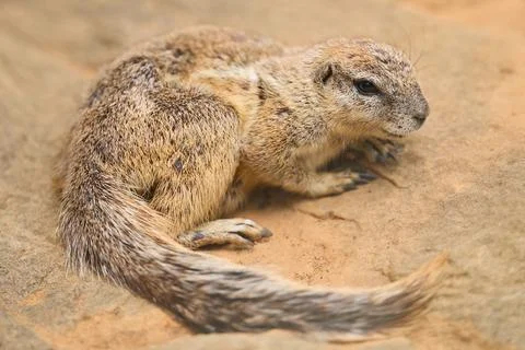 Cape ground squirrel sitting on the sandy ground inside a zoo exhibit Stock Photos