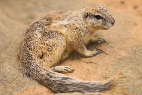 Cape ground squirrel sitting on the sandy ground inside a zoo exhibit Stock Photos