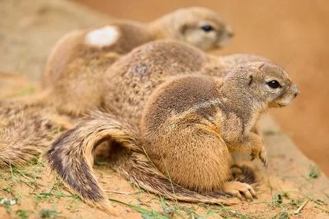Cape ground squirrel sitting on the sandy ground inside a zoo exhibit Stock Photos