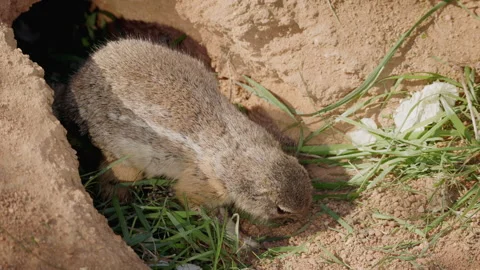 Cape Ground Squirrel Sniffing at Burrow Entrance Stock Footage 344042509