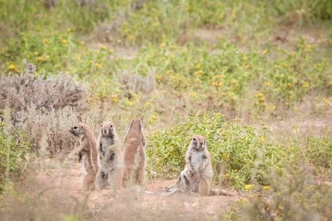 Cape ground squirrels looking in different directions Stock Photos