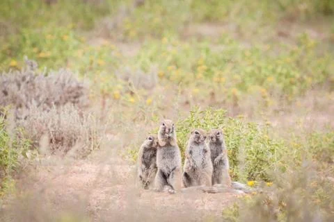 Cape ground squirrels Stock Photos