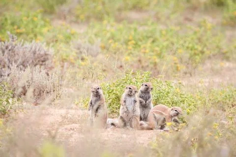 Cape ground squirrels Stock Photos