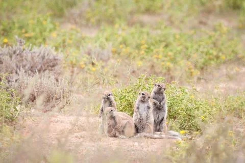 Cape ground squirrels staring Stock Photos