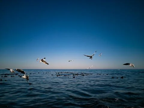 Cape Gulls (seagull) Flying over sea Stock Photos