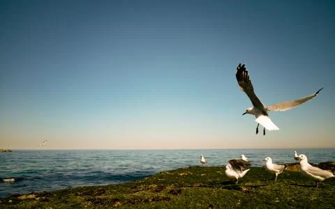 Cape Gulls (seagull) Flying over sea Stock Photos