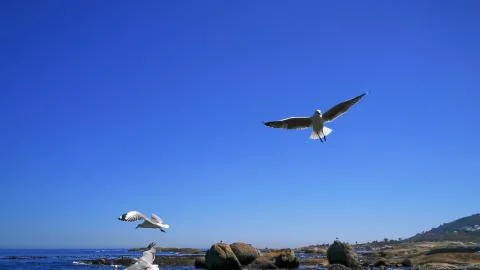 Cape Gulls (seagull) Flying over sea Stock Photos
