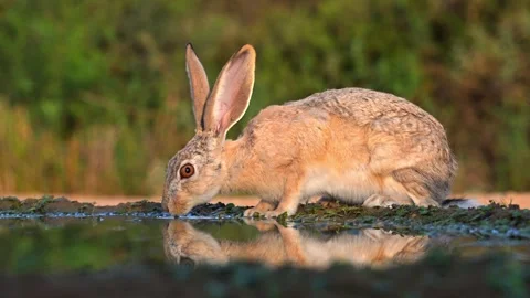 Cape hare drinking from a desert spring Stockbeeldmateriaal 347963164