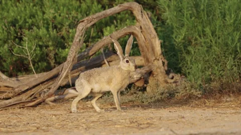 Cape Hare (Lepus capensis) in the Negev Desert, Israel, Standing Alert Near Vidéo 344160571