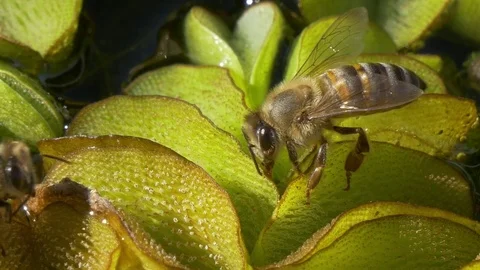 Cape honey bees drinking from a pond Stock Footage 74339027