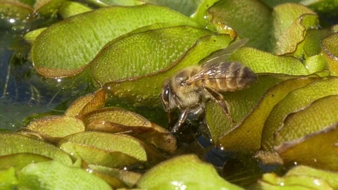 Cape honey bees drinking from a pond Stock Footage 74339816