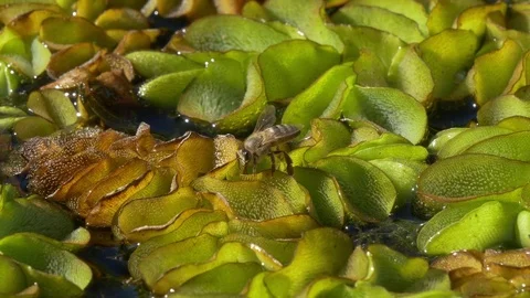 Cape honey bees drinking from a pond Stock Footage