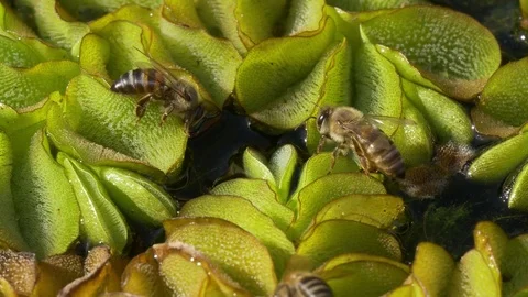 Cape honey bees drinking from a pond Stock Footage 74345212