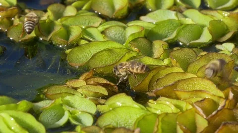 Cape honey bees drinking from a pond Stock Footage