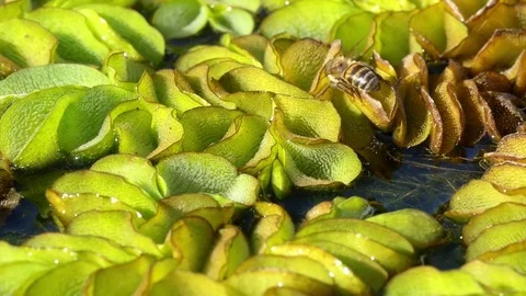 Cape honey bees drinking from a pond Stock Footage 74350583