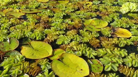 Cape honey bees drinking from a pond Stock Footage