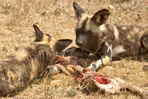Cape hunting dogs Stock Photos