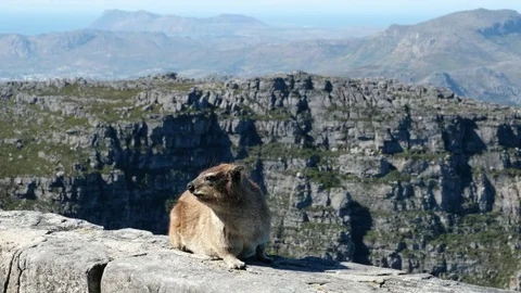 Cape hyrax dassie table mountain Stock Footage 83132548