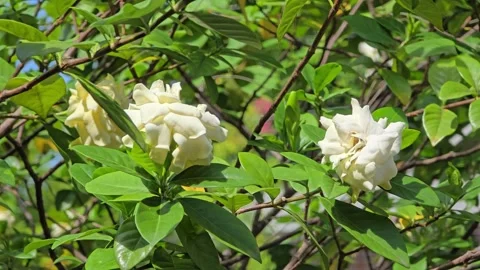 Cape jasmine flower blooming sway in the wind in garden. Stock Footage 343395413