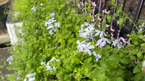Cape Leadwort3 Stock Footage 275114454