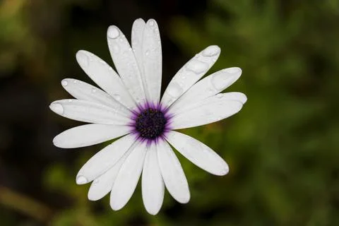 Cape Marguerite Foto stock