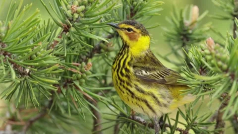 Cape May warbler bird foraging for insects among pine needles in a boreal forest Stock Footage 325611449