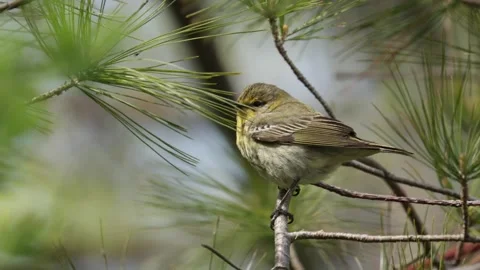Cape may warbler bird perched on a pine tree branch swaying in the breeze Stock Footage 325611383