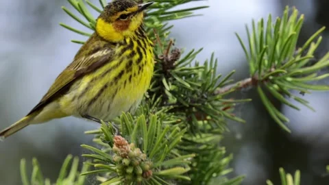 Cape may warbler bird perched on pine tree branch looking around and foraging Stock Footage 325698290
