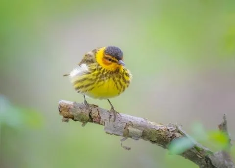 Cape May Warbler perched Stock Photos