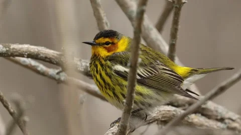 Cape may warbler perched on a tree branch looking around in the forest on a day Stock Footage 325885494